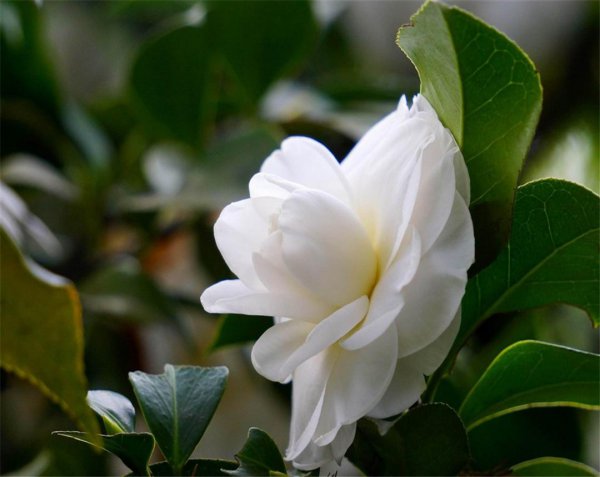 山茶花期多长时间