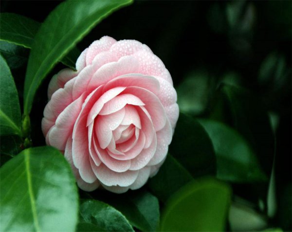 山茶花期多长时间