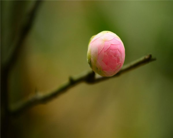 山茶花期多长时间