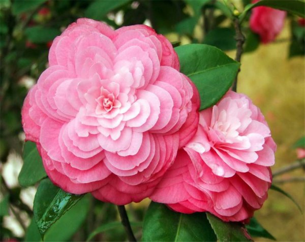 山茶花期多长时间