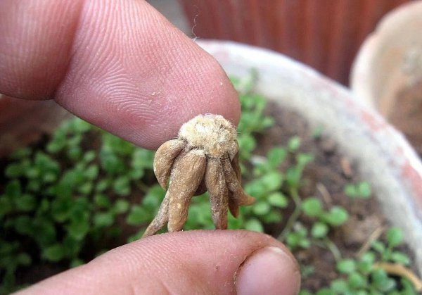 花毛茛盆栽的养殖方法
