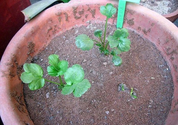 花毛茛盆栽的养殖方法