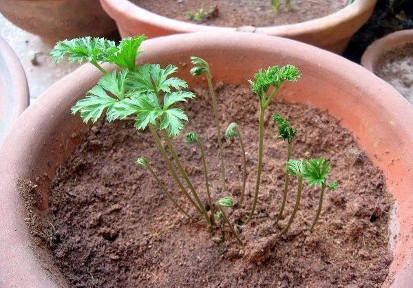 花毛茛盆栽的养殖方法