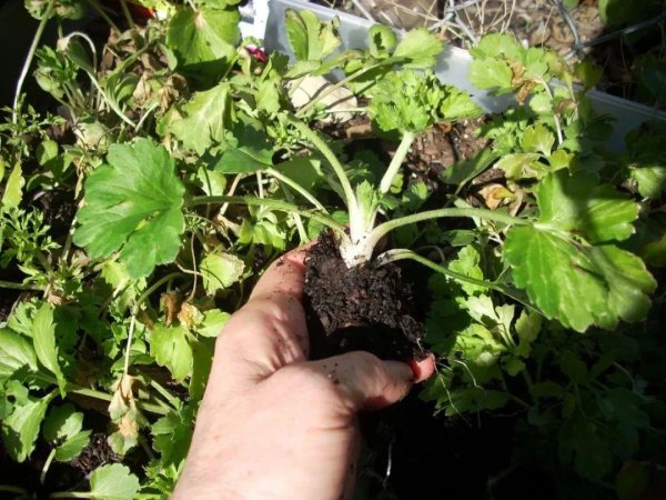 花毛茛盆栽的养殖方法