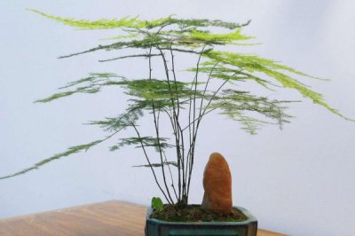 文竹开花象征着什么意思 预示着好运和幸福的降临