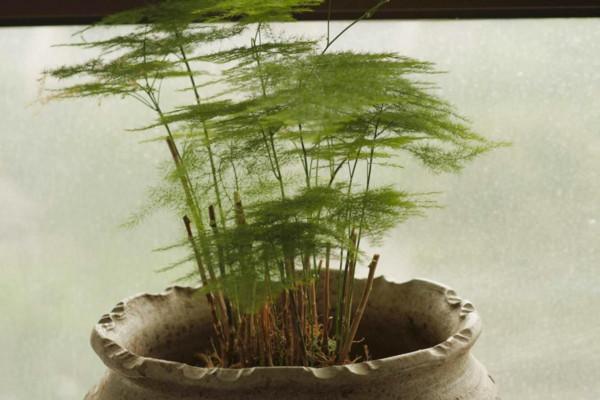 文竹开花象征着什么意思