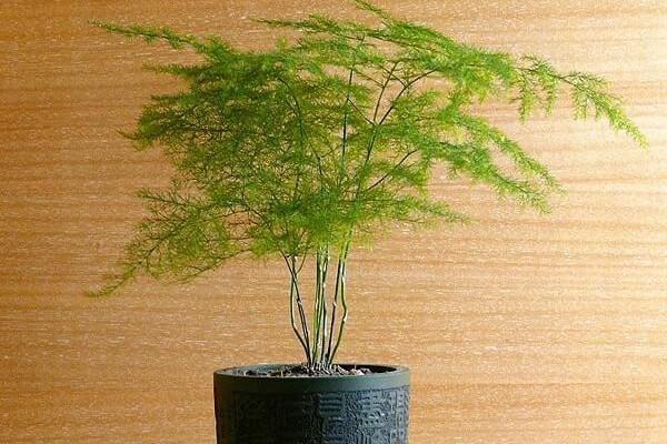 文竹开花象征着什么意思