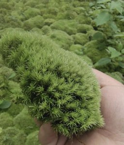 耐阴植物特点是什么 最耐阴的室内植物盆栽