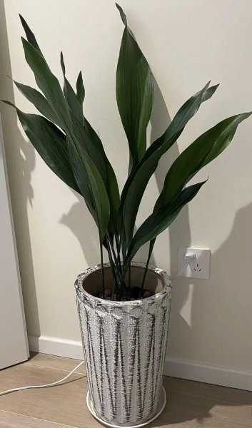 耐阴植物特点是什么