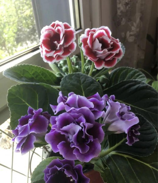 耐阴植物特点是什么