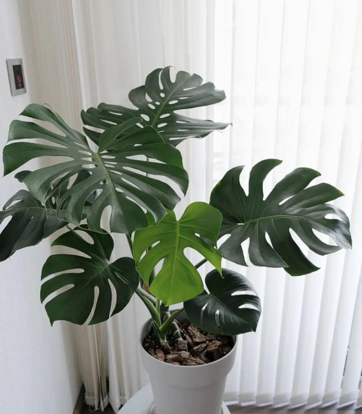 耐阴植物特点是什么