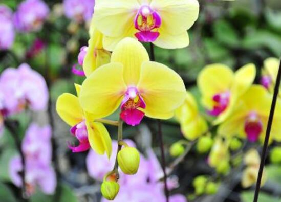蝴蝶兰开花季节和时间