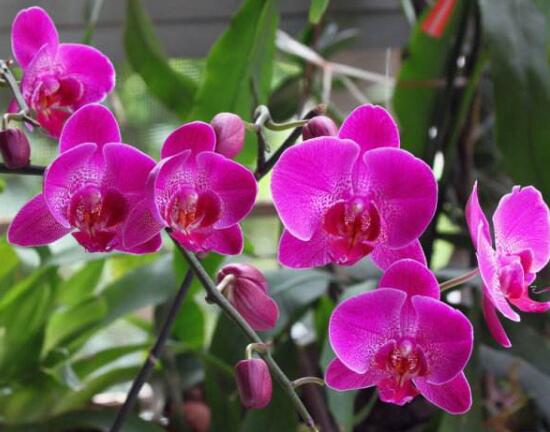 蝴蝶兰开花季节和时间