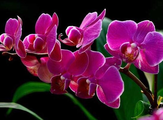 蝴蝶兰开花季节和时间