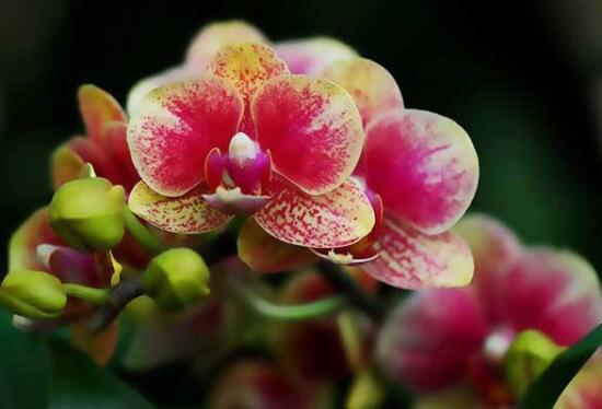 蝴蝶兰开花季节和时间