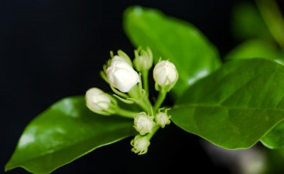 家里养茉莉花好吗 不建议养茉莉花的原因
