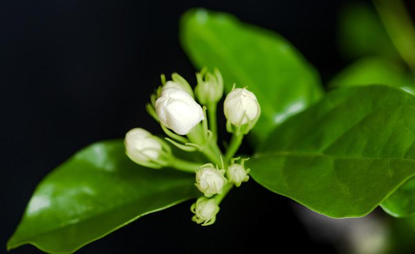 家里养茉莉花好吗