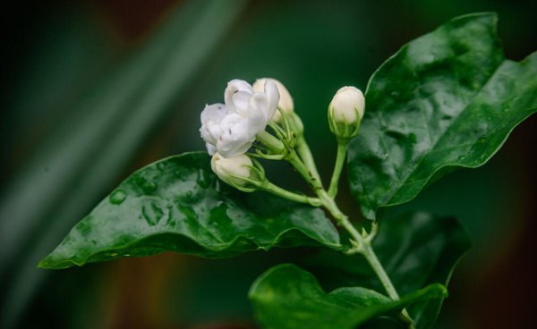 家里养茉莉花好吗