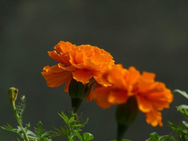 孔雀草什么时候开花