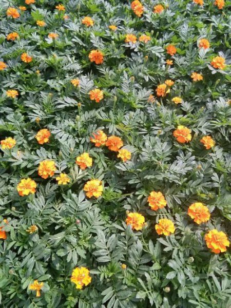 孔雀草什么时候开花