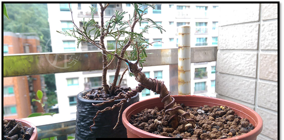 榉树盆景怎么那么贵