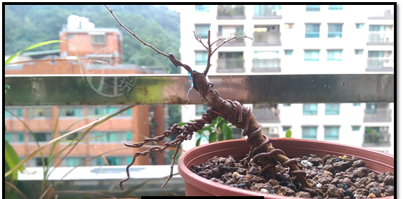 榉树盆景怎么那么贵