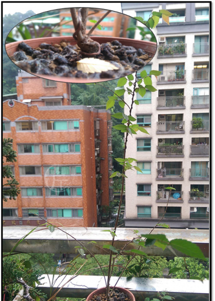 榉树盆景怎么那么贵