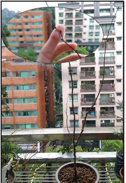 榉树盆景怎么那么贵