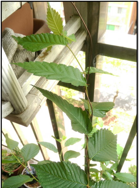 榉树盆景怎么那么贵