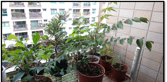 榉树盆景怎么那么贵