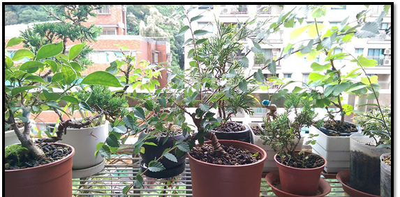榉树盆景怎么那么贵