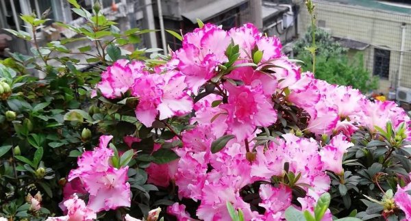 冬天阳台适合种什么花