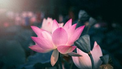 佛教中莲花的寓意和象征 莲花的种类和颜色