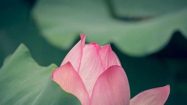 佛教中莲花的寓意和象征