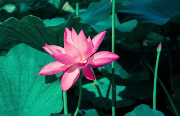 佛教中莲花的寓意和象征