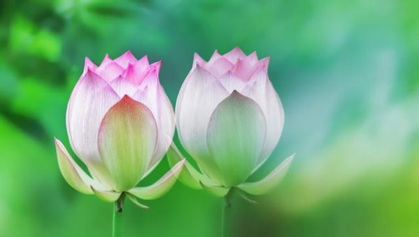 佛教中莲花的寓意和象征