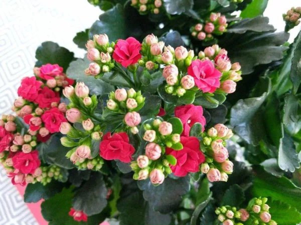 长寿花喜阴还是喜阳光