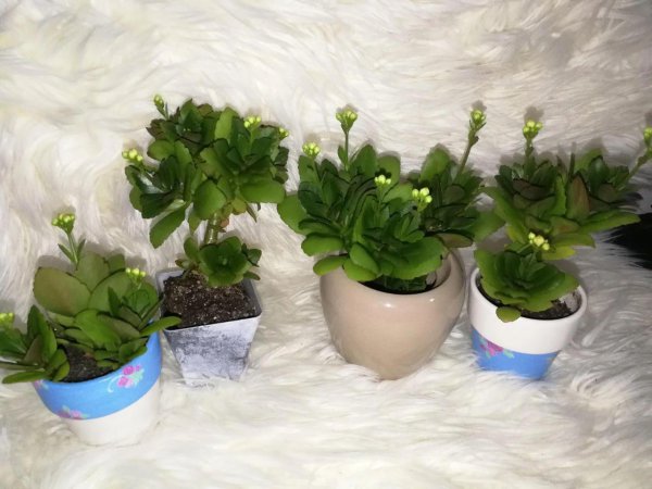 长寿花喜阴还是喜阳光