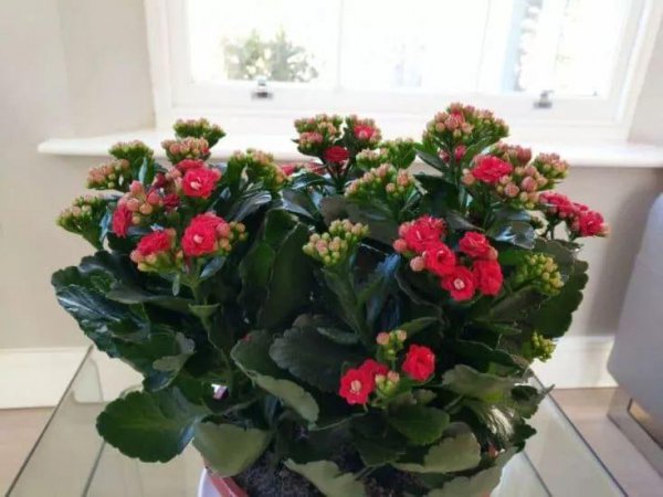 长寿花喜阴还是喜阳光