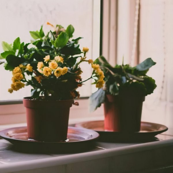 长寿花喜阴还是喜阳光
