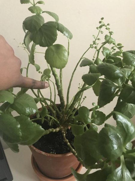 长寿花喜阴还是喜阳光
