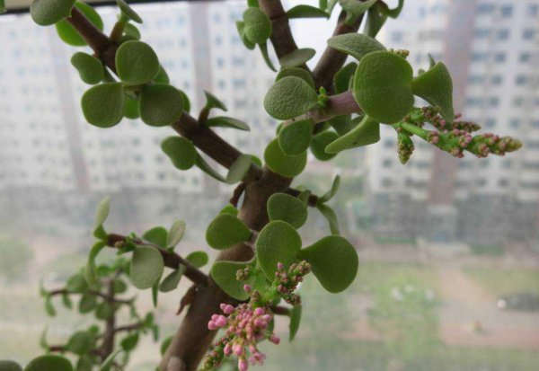 金枝玉叶一年能开几次花