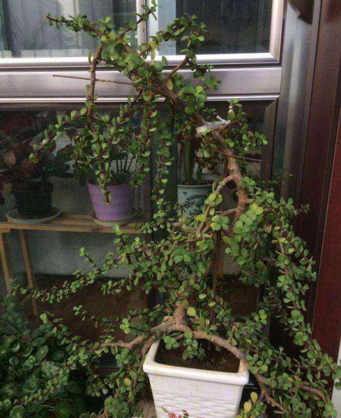 金枝玉叶一年能开几次花