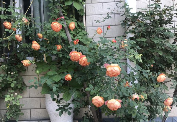 夏洛特夫人月季优缺点