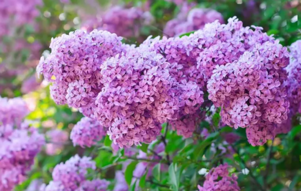 丁香花的花期有多长时间