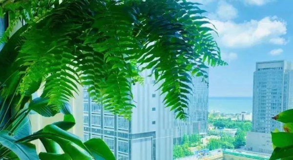 装修吸甲醛的绿植排名