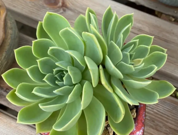 装修吸甲醛的绿植排名