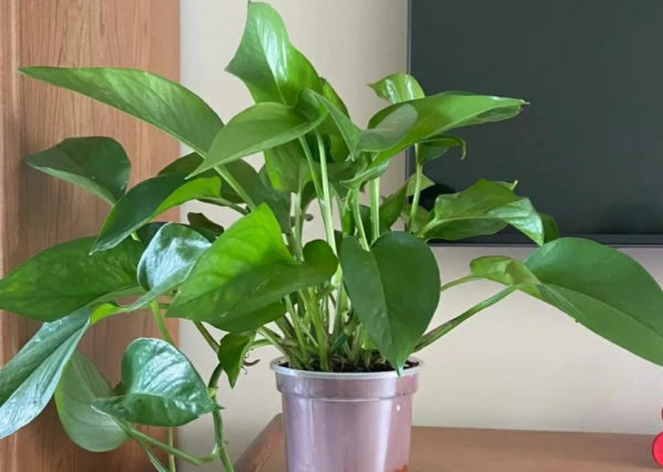 装修吸甲醛的绿植排名
