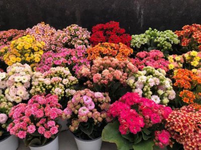 石榴花的寓意是什么意思 详解石榴花盆栽的养殖方法