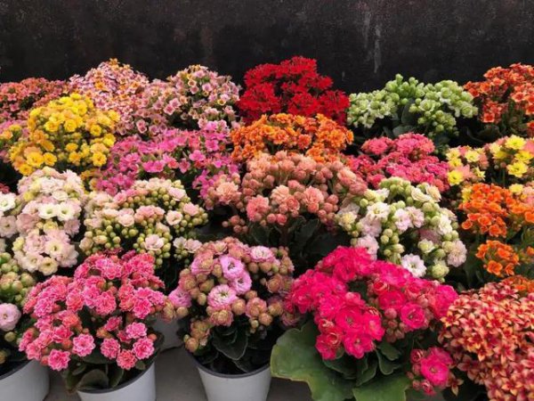 石榴花的寓意是什么意思